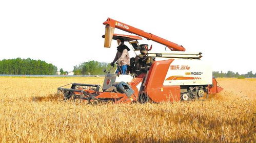 147臺聯合收割機出發(fā),輾轉多省小麥主產區(qū)收麥,歷時將達3個多月 千里追訪安陸 麥客